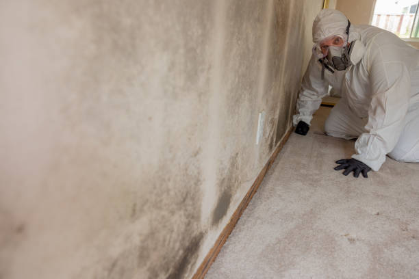 Best Environmental Consulting for Mold Prevention  in Friendship Heights Village, MD